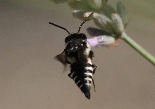 Réf. 197 064 : Coelioxys sp.